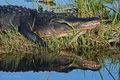 American Alligator 6