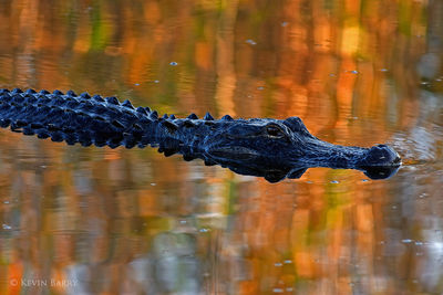 American Alligator at Sunrise