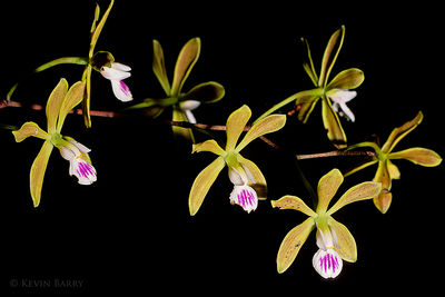 Butterfly Orchid