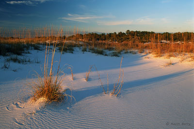 Sea Oats at Sunset