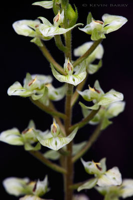 Shadow Witch Orchid