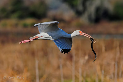 White Ibis with Black Swamp Snake