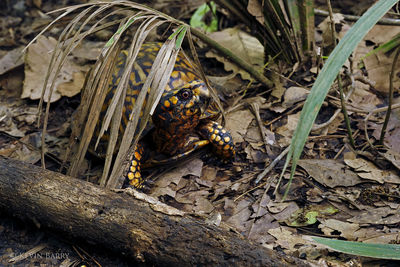 Box Turtle under palm frond
