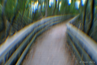 Boardwalk through Mangroves