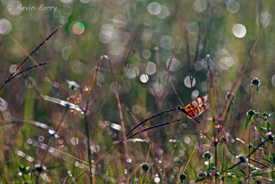 Halloween Pennant
