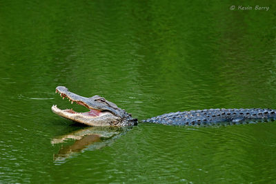 American Alligator catching fish 2