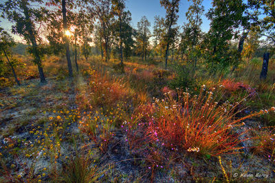 Autumn wildflowers at sunrise