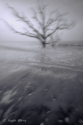 Submerged Tree at Sunrise