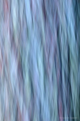 Bald Cypress abstract