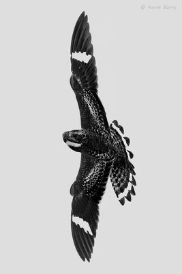 Common Nighthawk