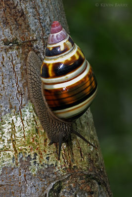 Florida Tree Snail 5