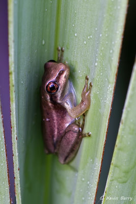 Juvenile Cuban Tree Frog