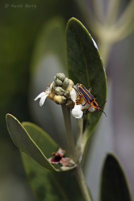 Soldier Beetle on Black Mangrove flower