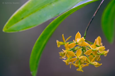 Dingy-flowered Star Orchid