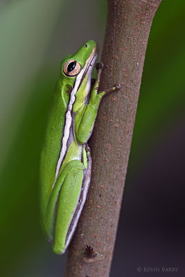 Green Tree Frog
