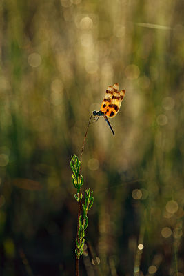 Halloween Pennant at Sunrise 2