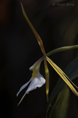 Night-scented Orchid 3