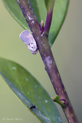 Citrus Flatid Planthopper