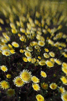 Desert Dandelions