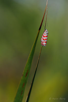 Bella Moth; Rattlebox Moth