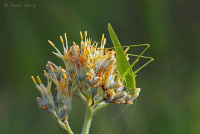 Katydid on Carolina Redroot
