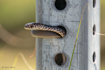Juvenile Southern Black Racer in STOP sign pole