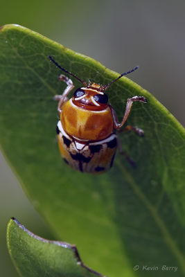 Case-bearing Leaf Beetle