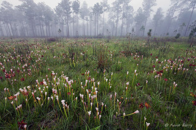 White-topped Pitcher Plants