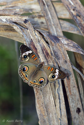 Common Buckeye