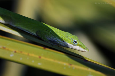 Carolina Anole