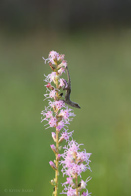 Lizard on Blazing Star