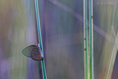 Georgia Satyr Butterfly