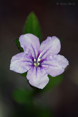Thickleaf Wild Petunia