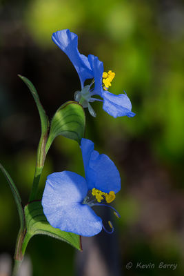 Whitemouth Dayflower