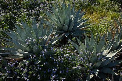 Desert Agave and phacelia