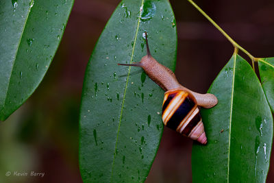 Florida Tree Snail 3