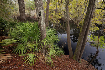 Suwannee River