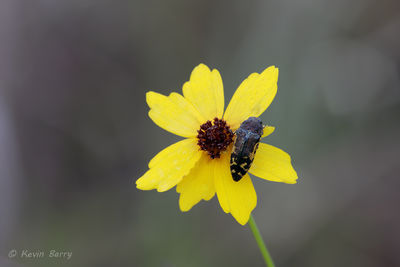 Beetle (Acmaeodera) on Tickseed 2