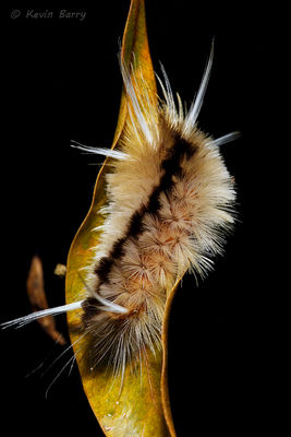Florida Tussock Moth Caterpillar