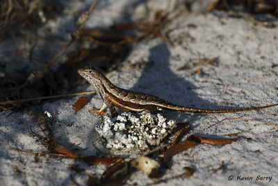 Florida Scrub Lizard