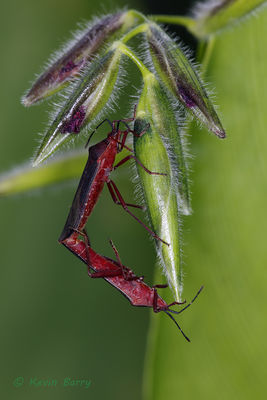 Leaf-footed Bugs on Fire Flag