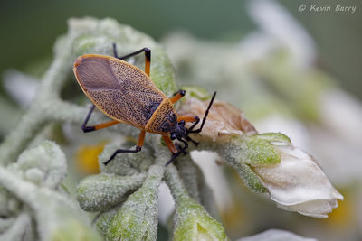 Bordered Plant Bug on Potato Tree Flowers