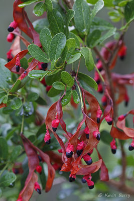 Blackbead Seedpods