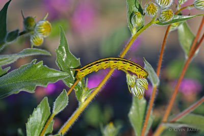 White-lined Sphinx Moth caterpillar
