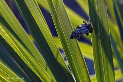 Bagworm Moth Cocoon