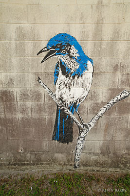 Florida Scrub Jay Mural