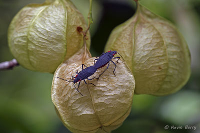 Red-shouldered Bugs
