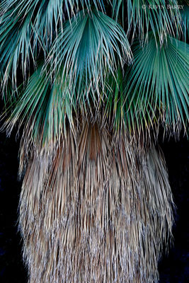 California Fan Palm