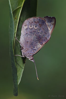 Florida Purplewing