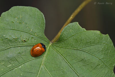 Tortoise Beetle